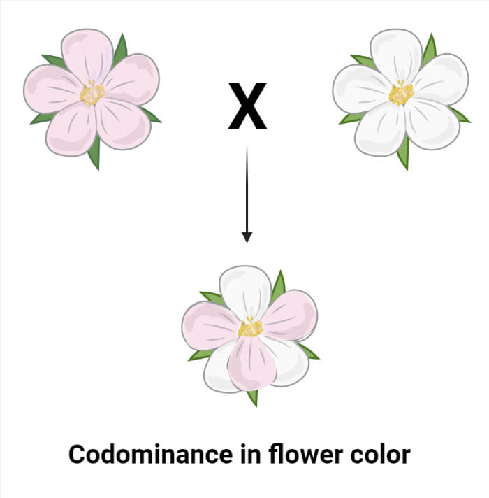 Gene Interactions Types Examples Mapping Significances