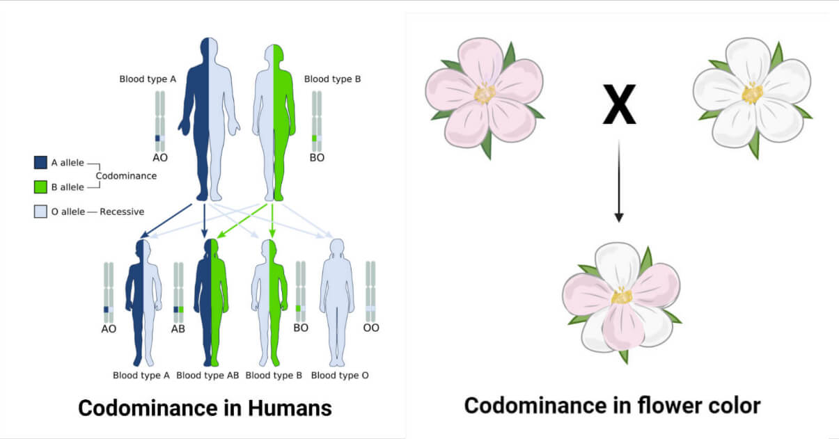 Alleles Definition Types Features Applications