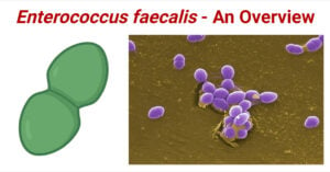 Enterococcus faecalis Overview