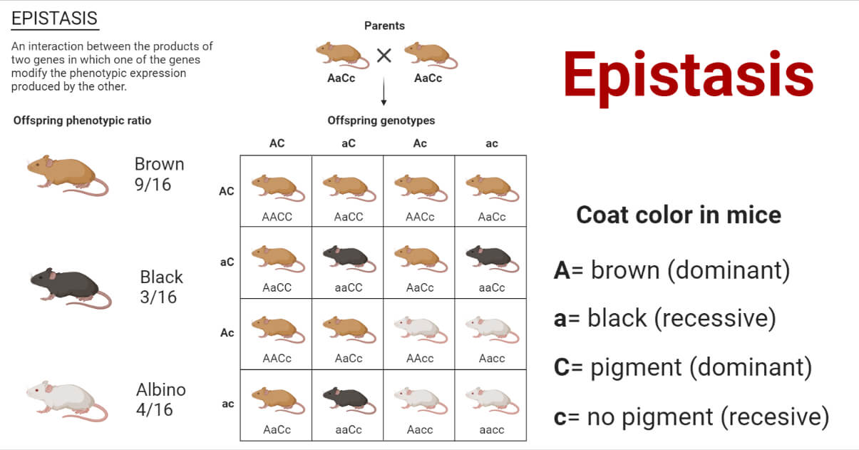 Epistasis - Biology Simple