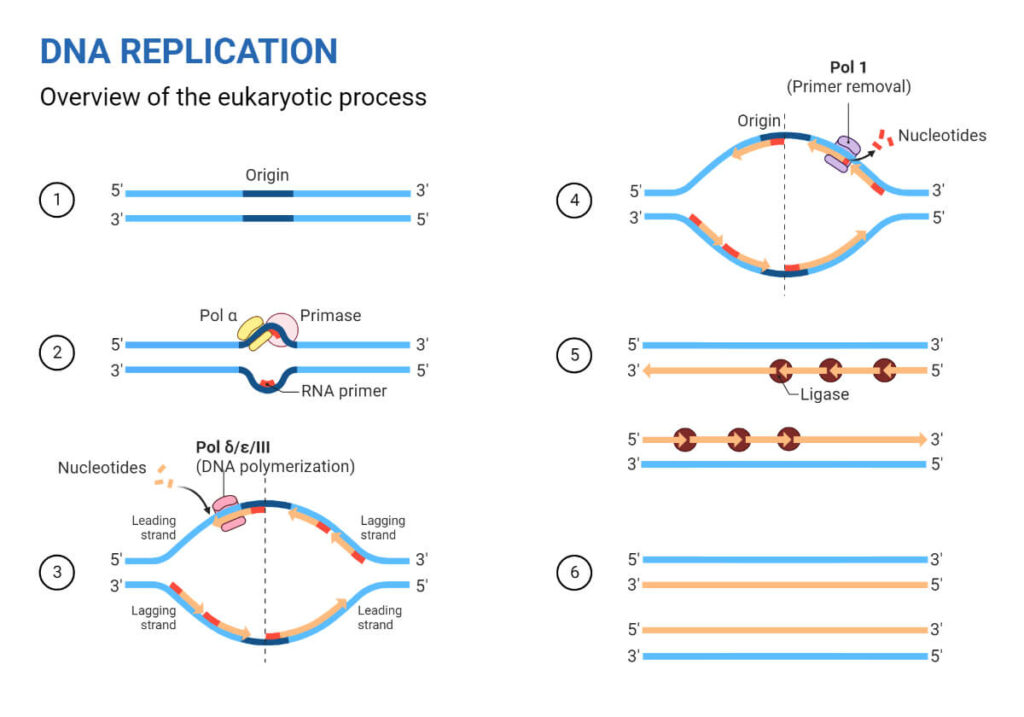 Eukaryotic DNA Replication Process Eukaryotic DNA Replication Process