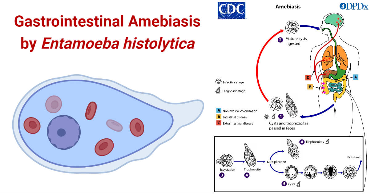 Biological Illustration Of Entamoeba Histolytica (Labeled, 57% OFF