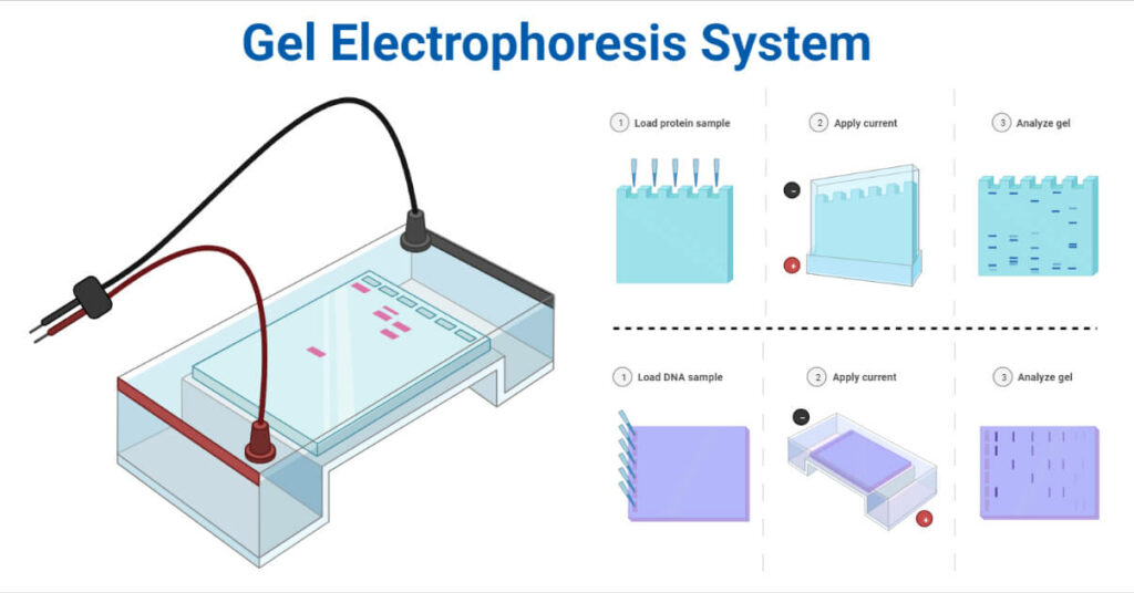 Gel Electrophoresis System Apparatus Parts Types Examples