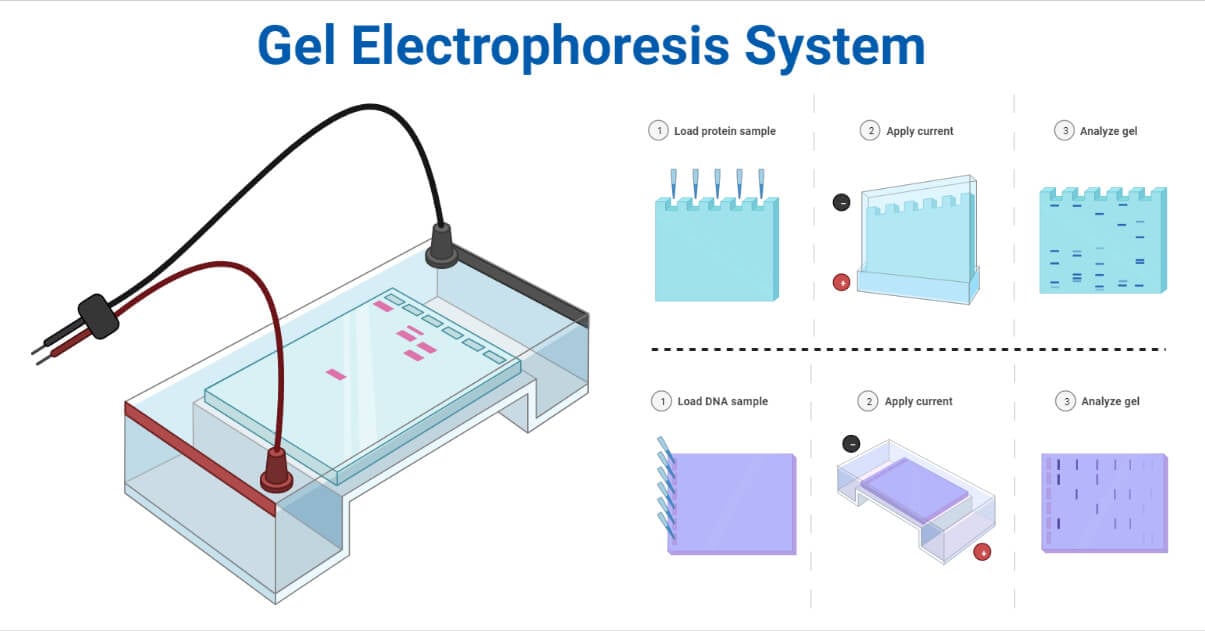 Sistema de electroforesis en gel