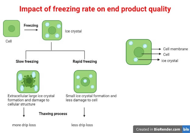 Impact of freezing rate on end product quality