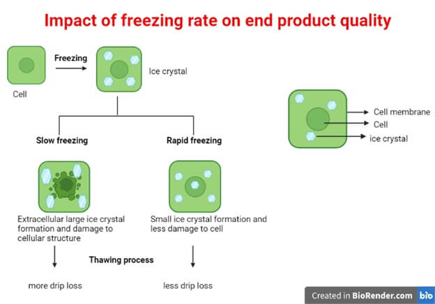 https://microbenotes.com/wp-content/uploads/2022/09/Impact-of-freezing-rate-on-end-product-quality.jpg