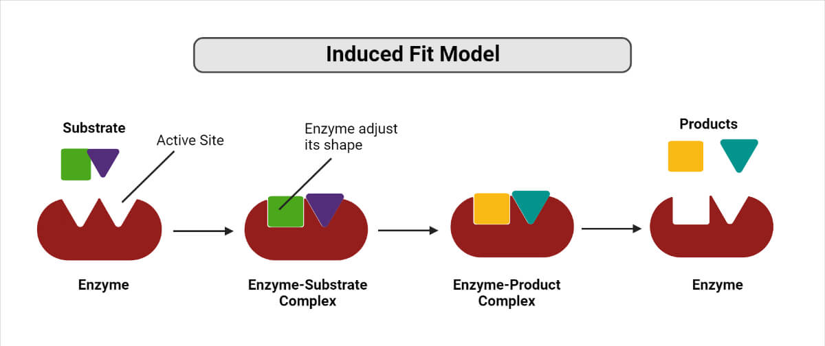 Induced fit model of Enzymes