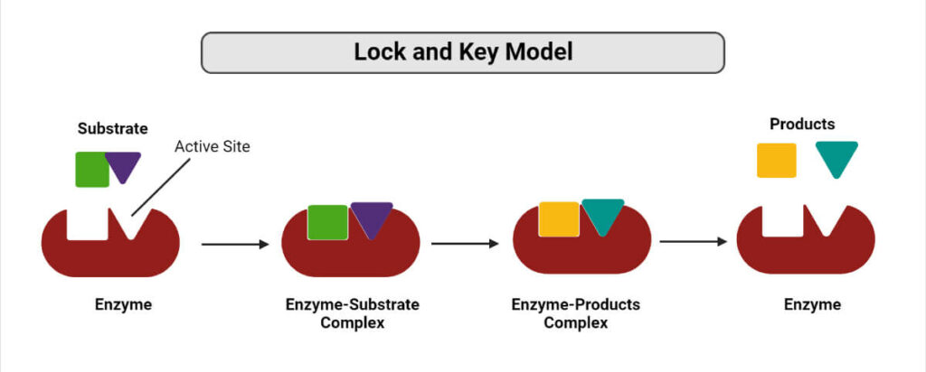 Lock and key model of Enzymes Lock and Key Model