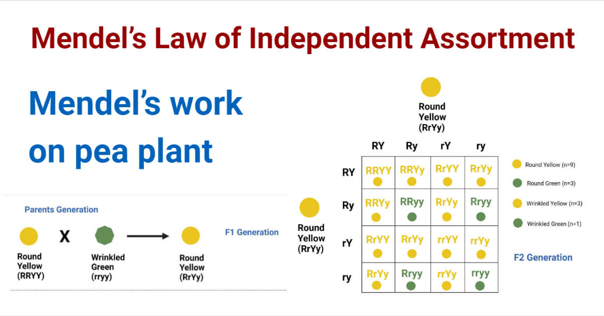 Mendel’s Law of Independent Assortment on pea plant.
