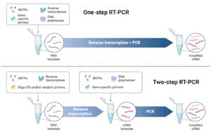 One-step vs. Two-step RT-PCR