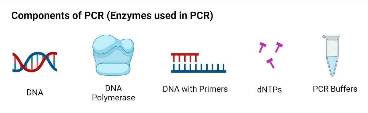 Componentes de la PCR (reactivos de la PCR)