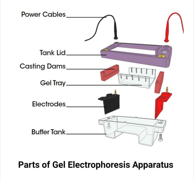 Gel Electrophoresis System Apparatus Parts Types Examples 