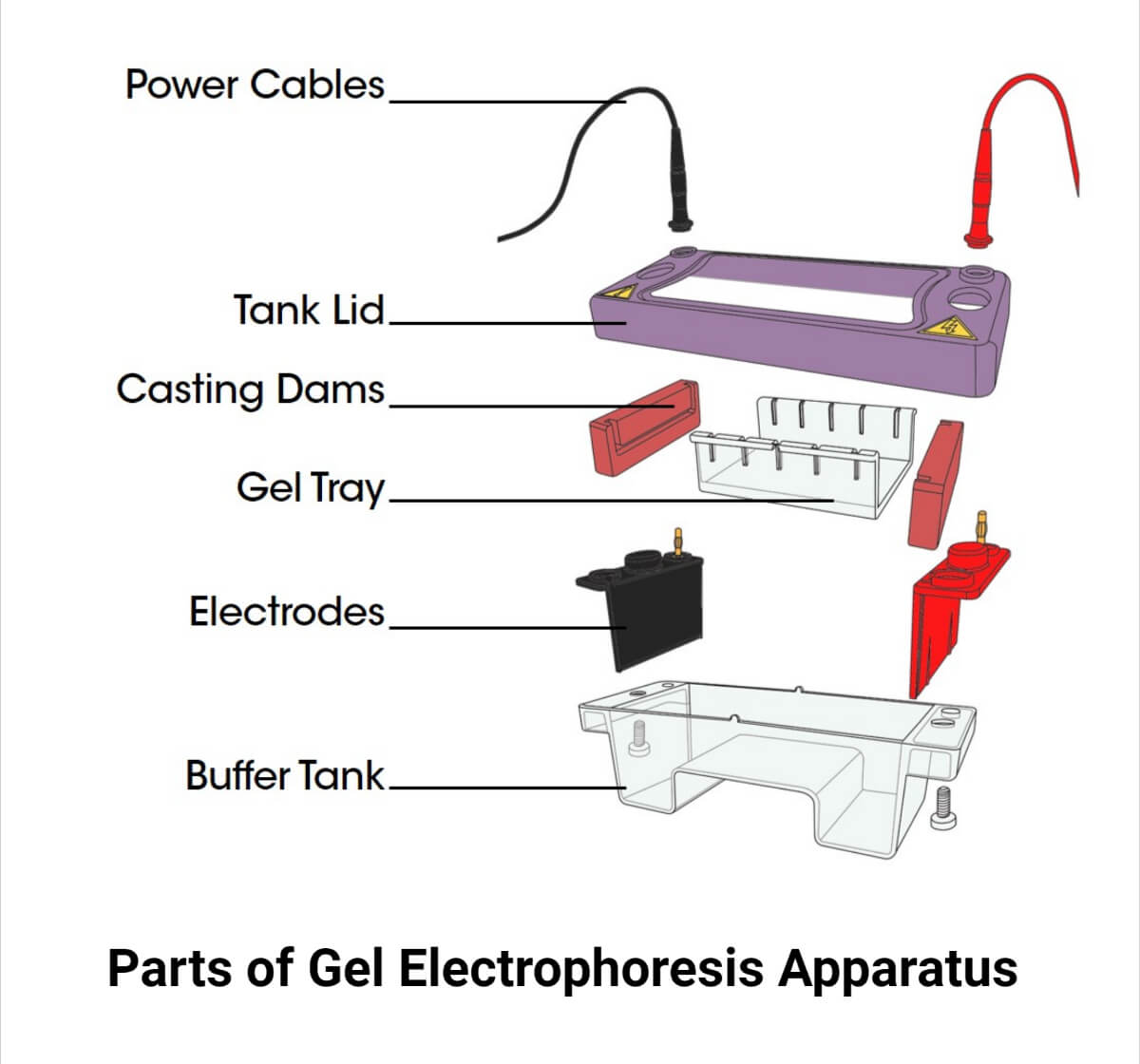 Partes del aparato de electroforesis en gel