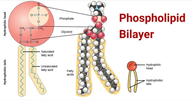 Phospholipid Bilayer Structure Types Properties Functions 5447