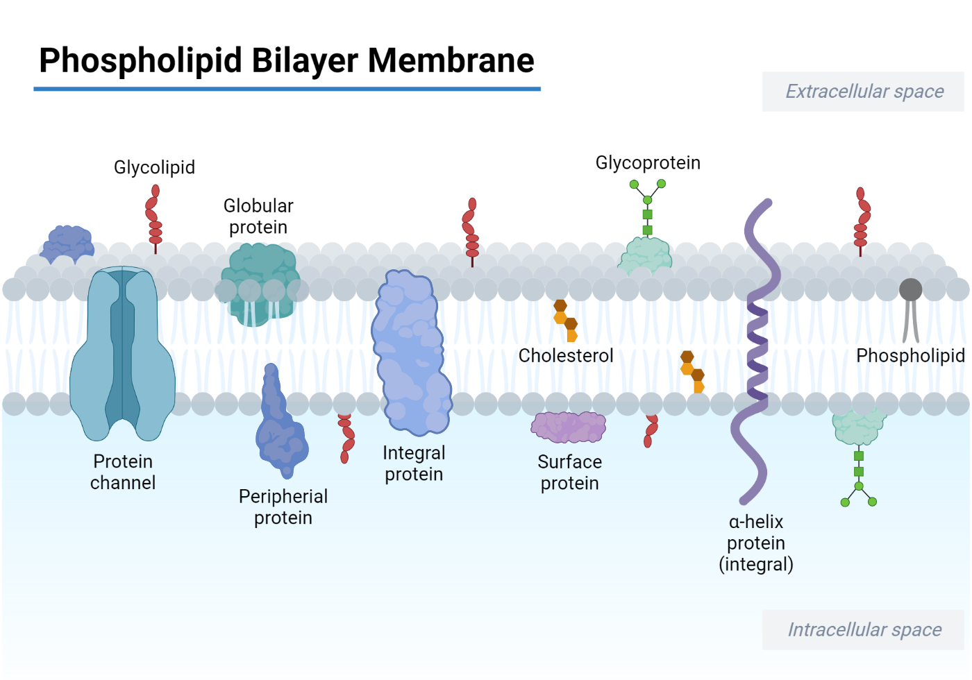 Schematic Diagram Of Phospholipid
