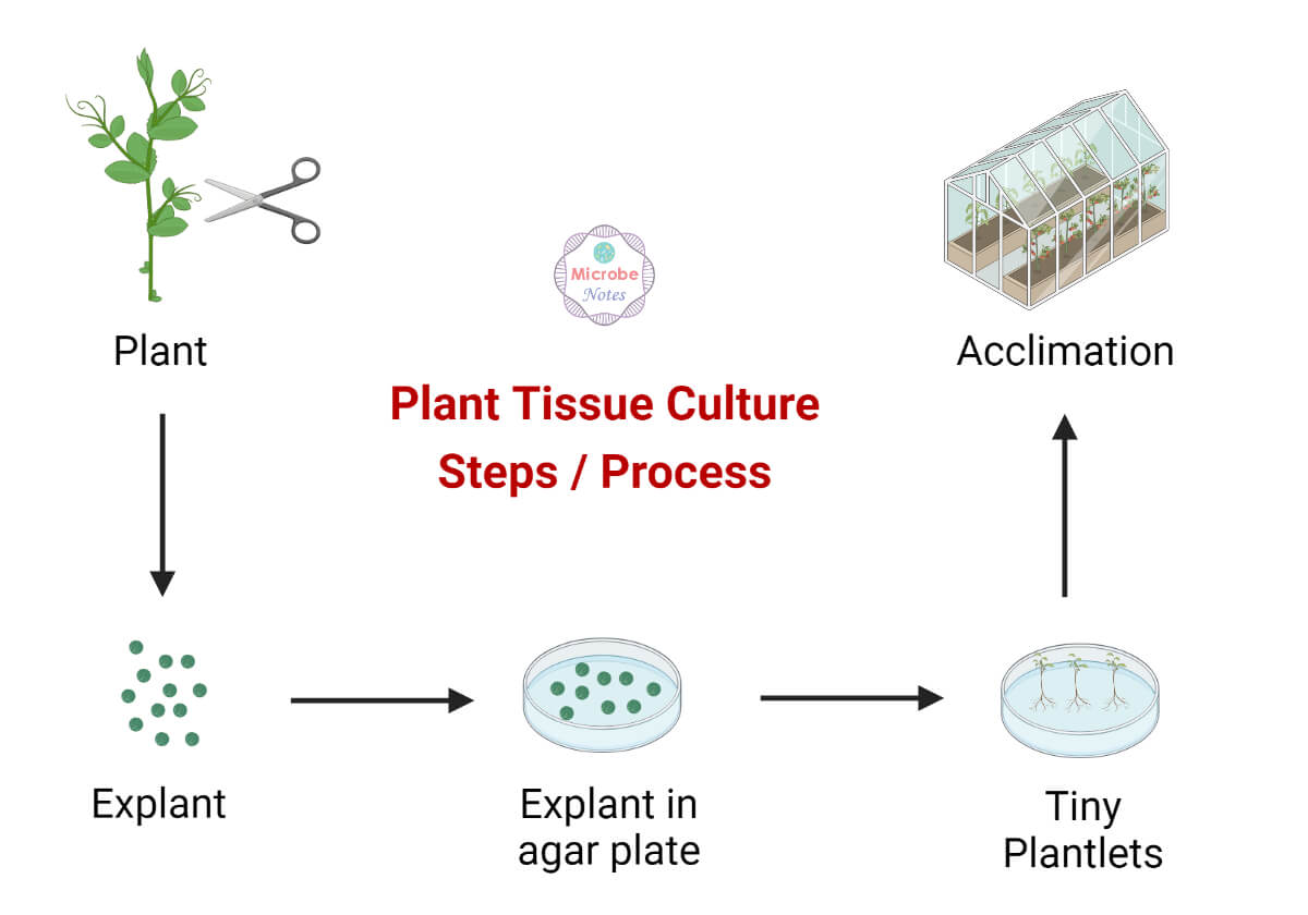 Plant Tissue Culture Procedure, Steps