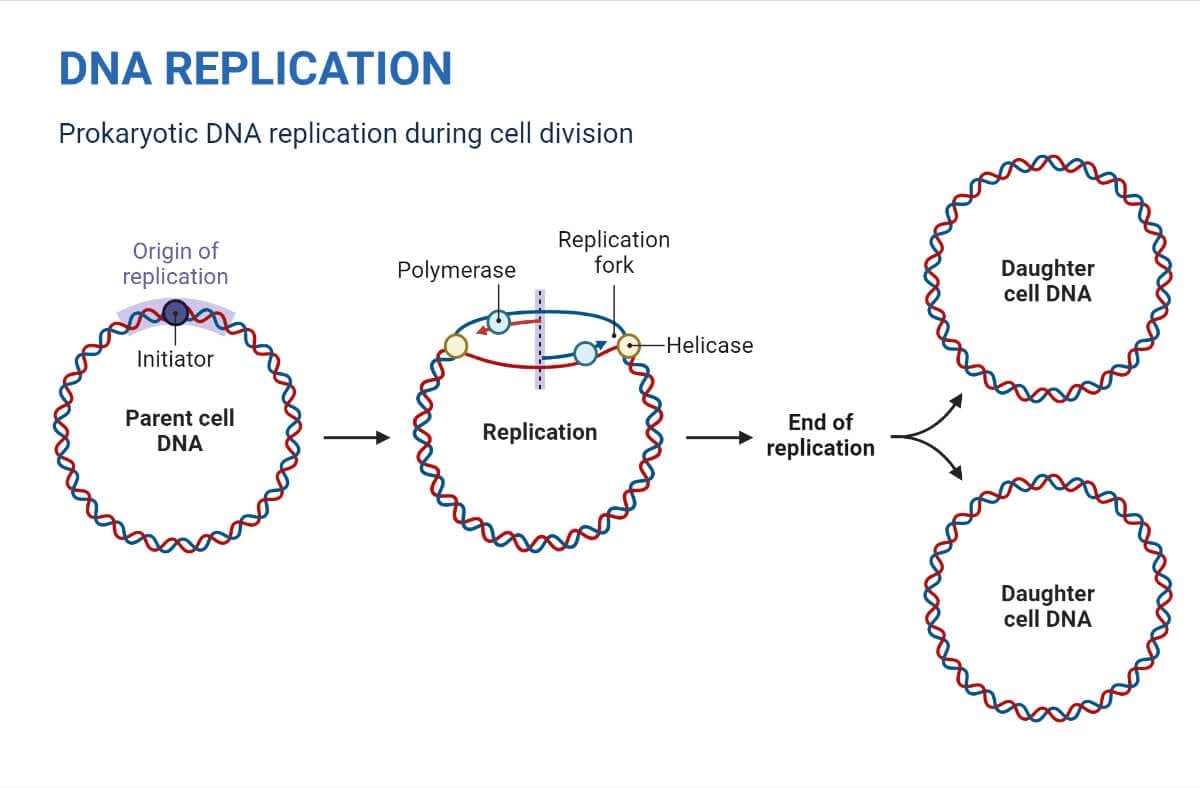 Prokaryotic DNA Replication