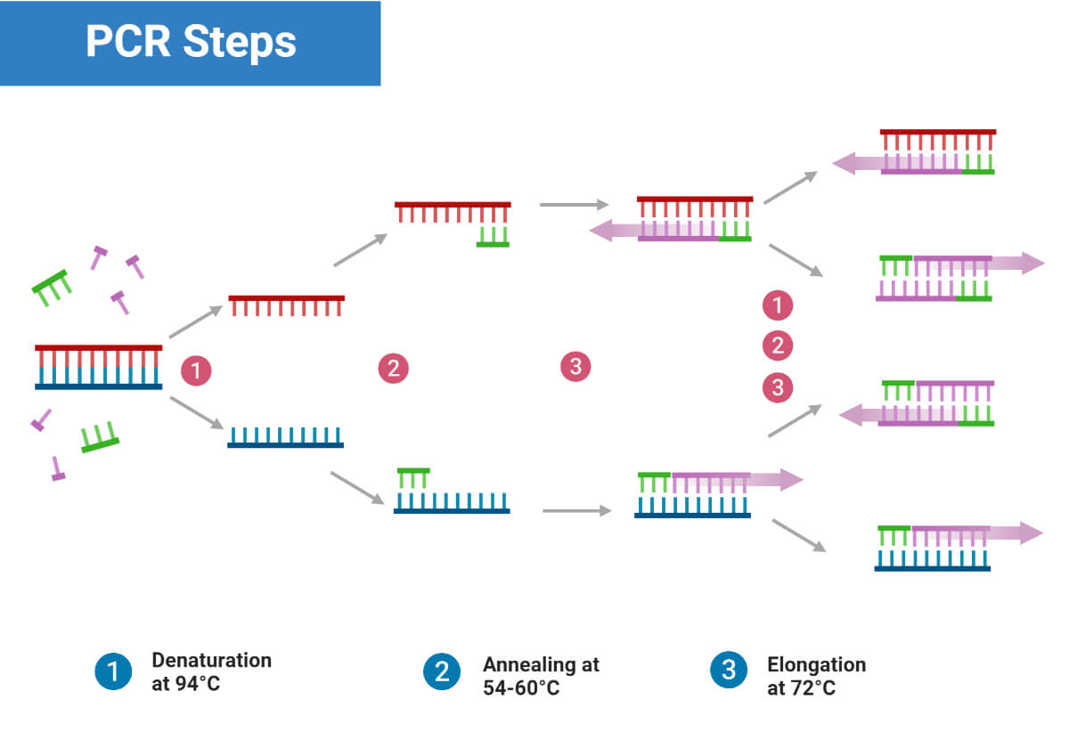 Polymerase Chain Reaction PCR Principle Procedure 46 OFF