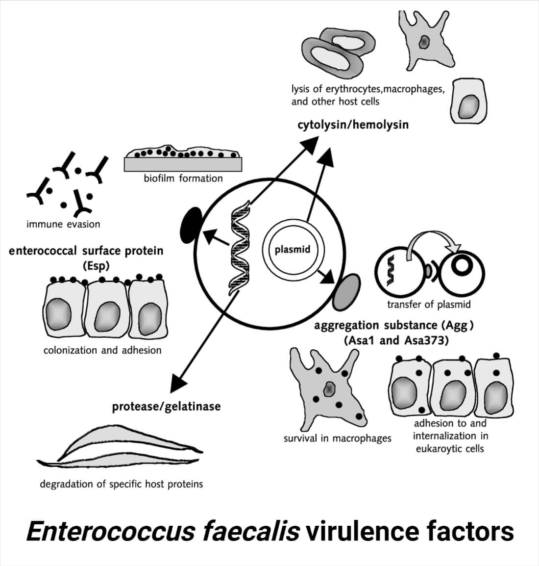 Virulence factors of Enterococcus faecalis