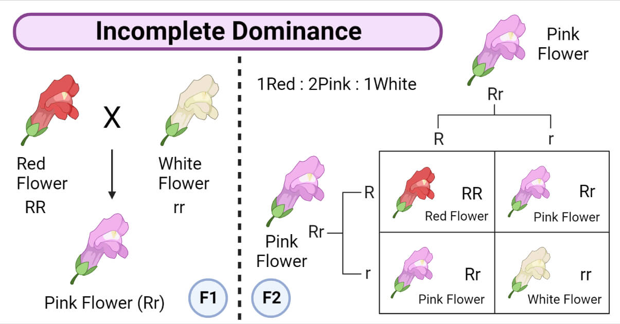 Gene Interactions Types Examples Mapping Significances