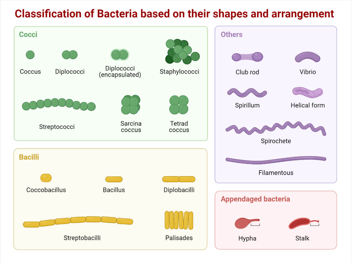 Classification of Bacteria based on their shapes and arrangement