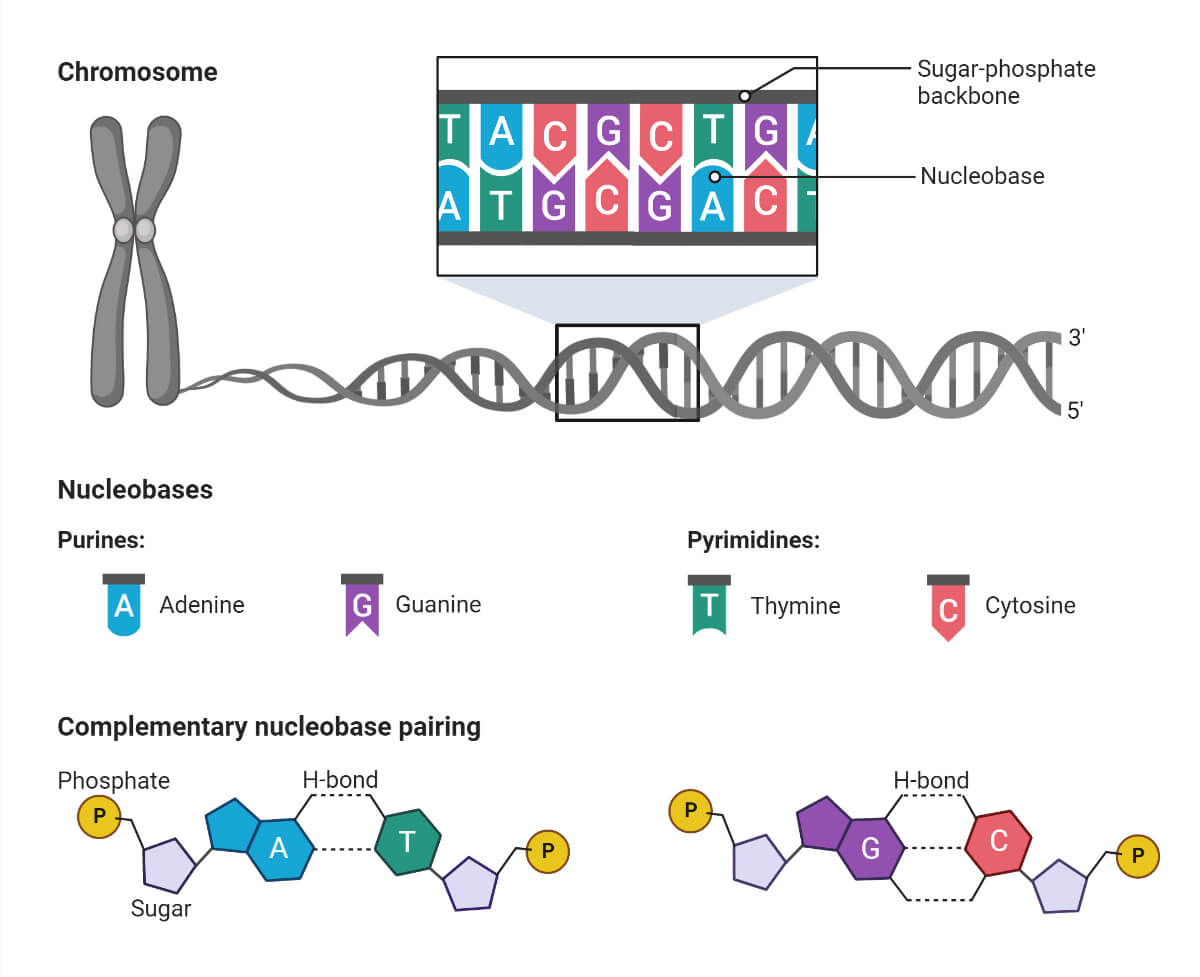 Composition of Gene