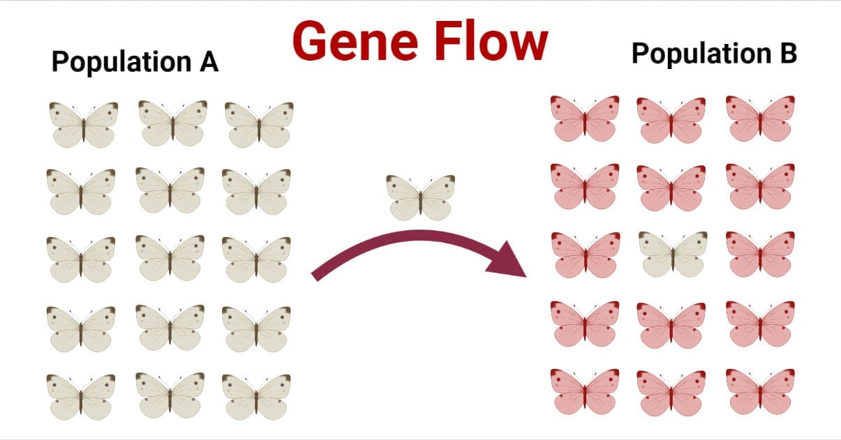Gene Flow