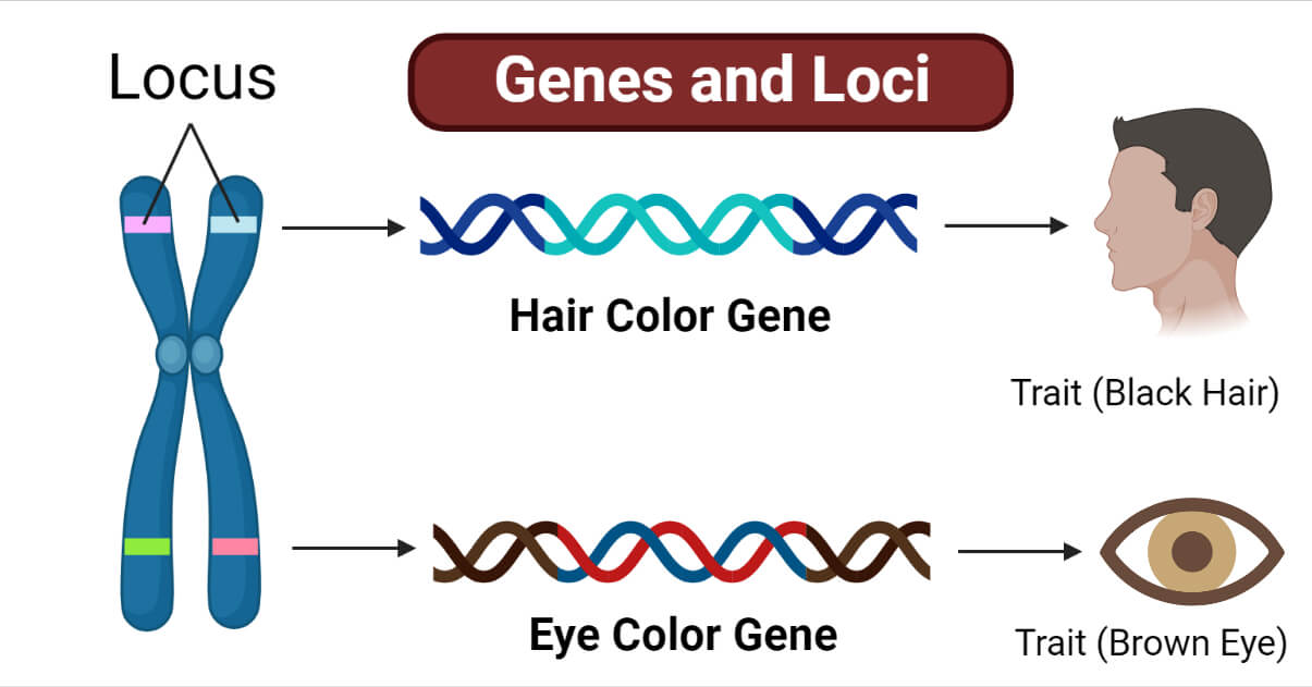 Genes and Loci