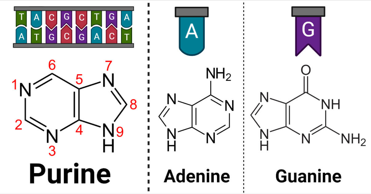 Purine- adenine and guanine