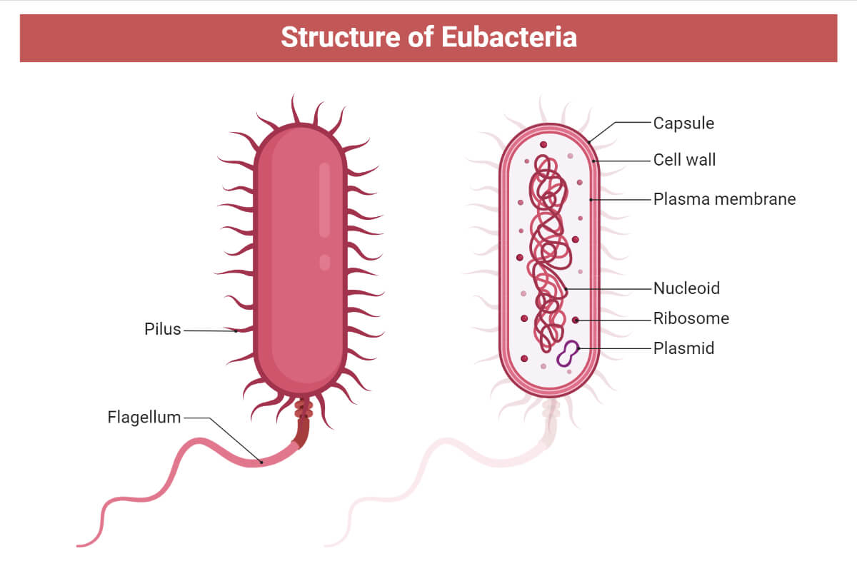 Structure of Eubacteria