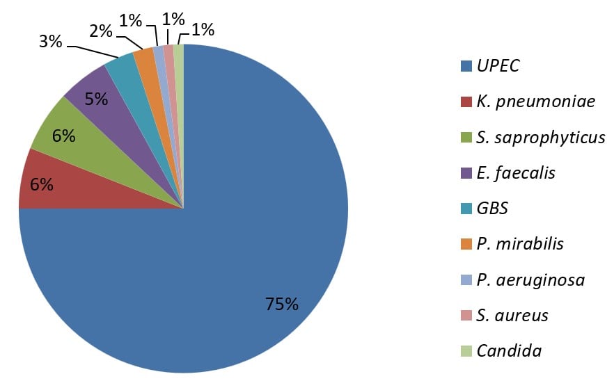 Distribution of uropathogens in uncomplicated UTIs