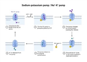 Sodium potassium pump