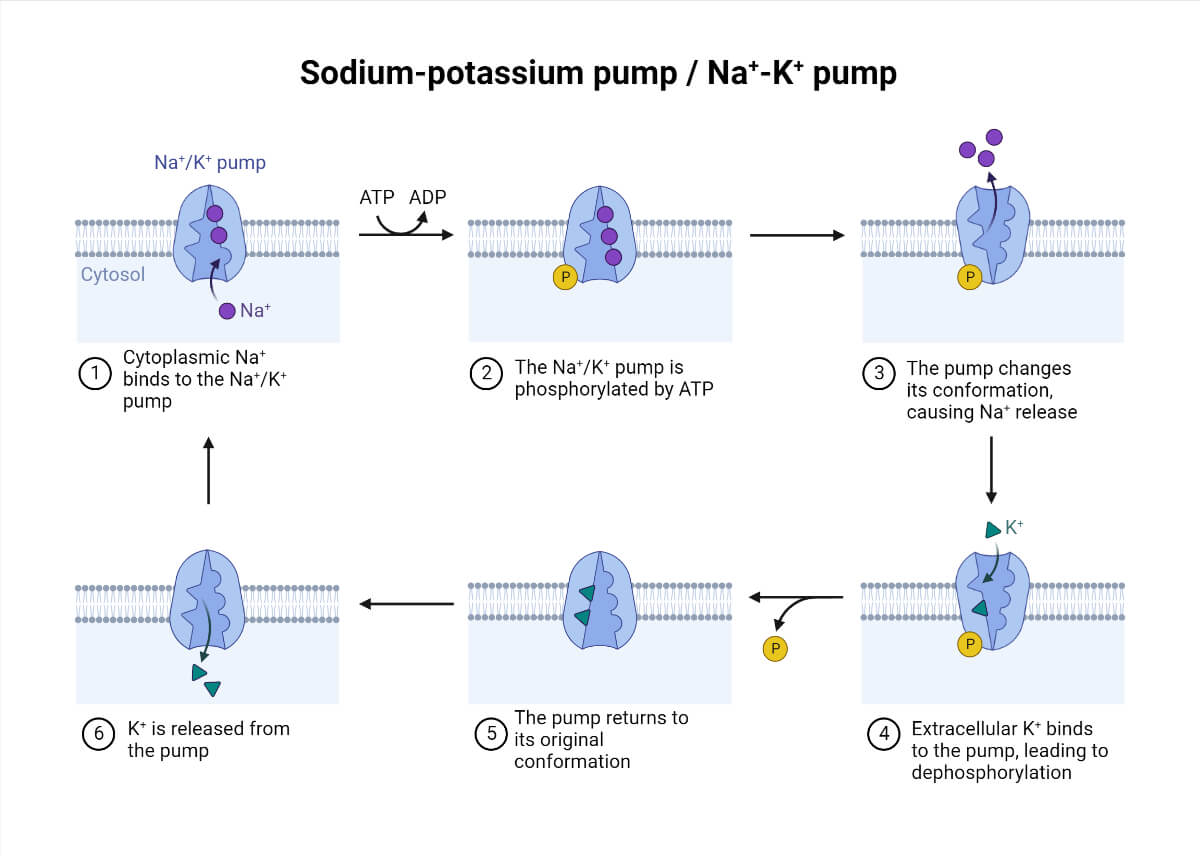 Sodium-potassium pump