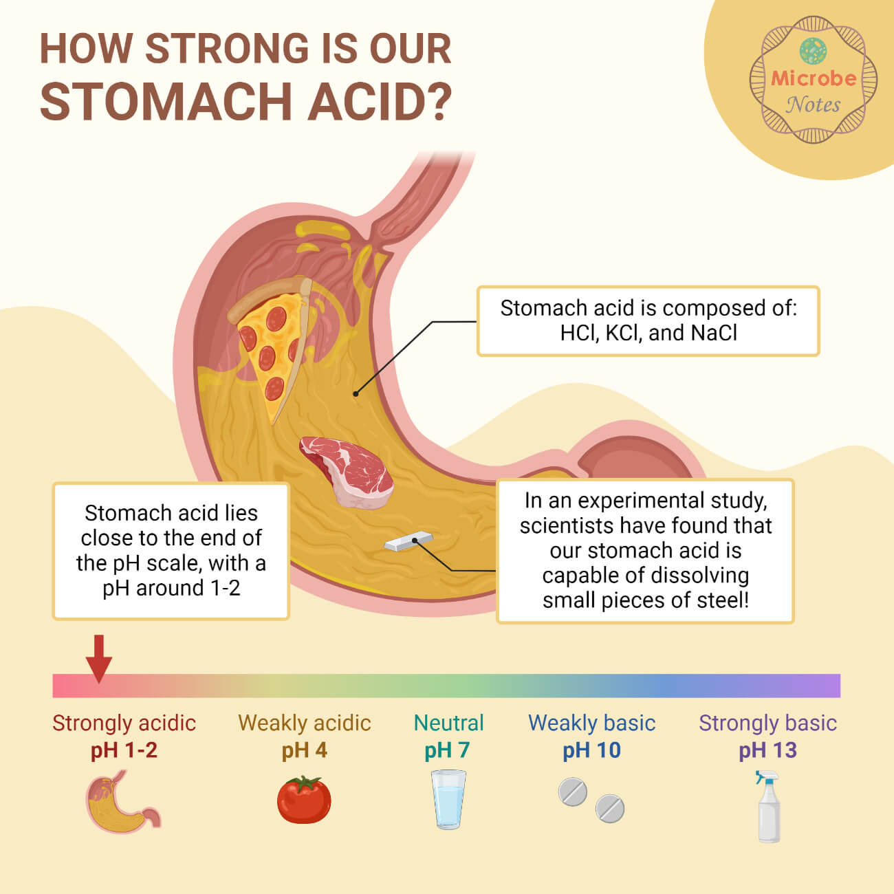 How Strong is Our Stomach Acid
