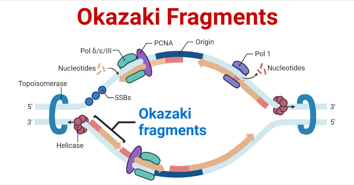 Okazaki Fragments