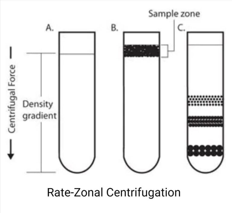 Centrifuge Principle, Parts, Types, Uses, Examples