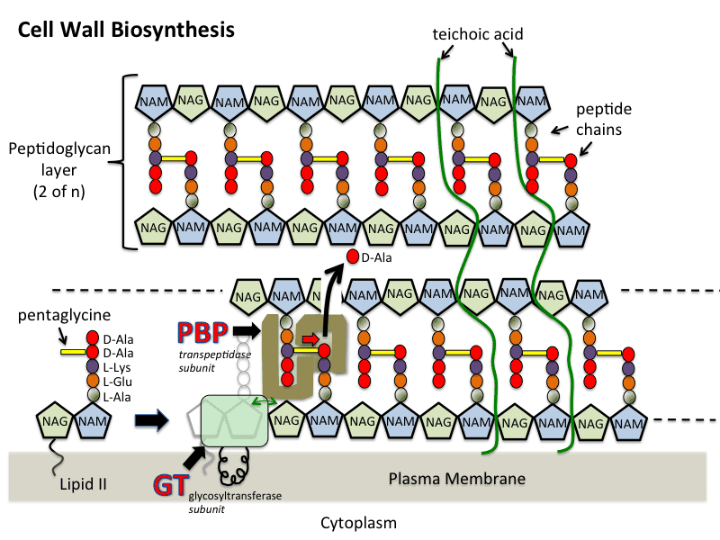 Cell Wall Biosynthesis