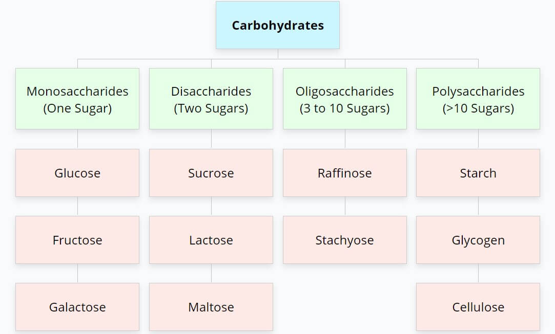 Carbohydrates- Definition, Structure, Types, Examples, Functions