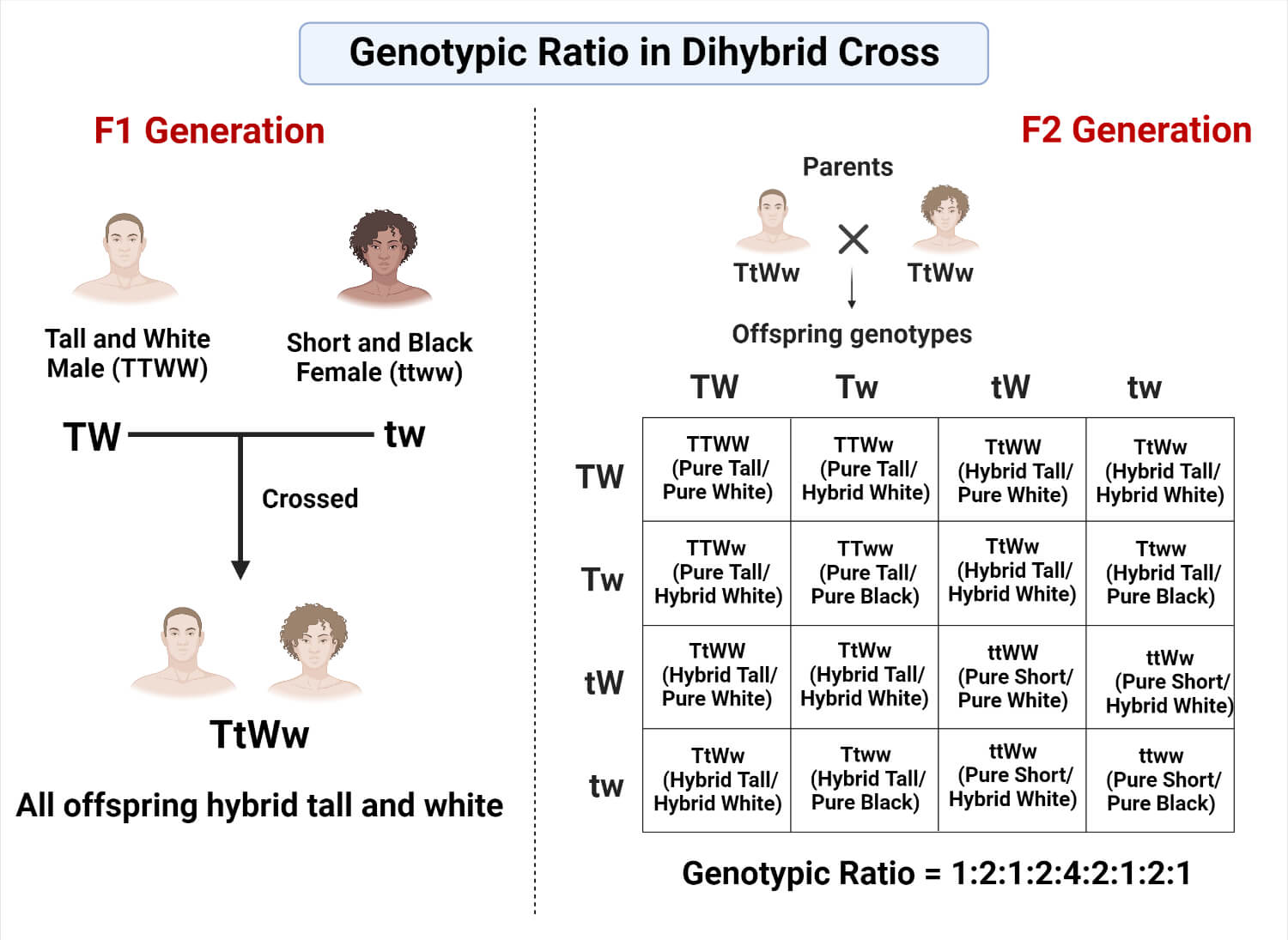 Genotypic Ratio in Dihybrid Cross