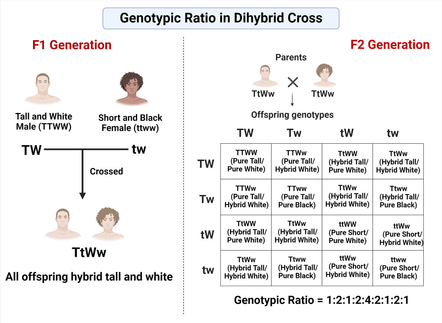 Genotypic Ratio Definition Calculation Examples