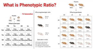 Phenotypic Ratio