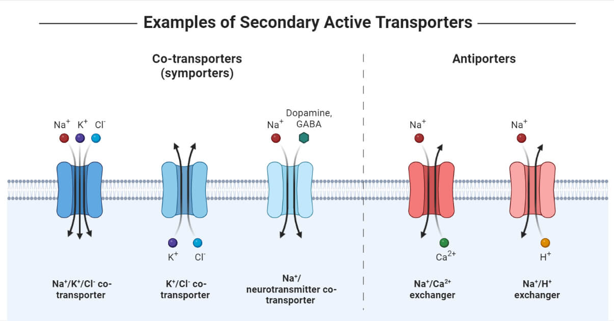 Secondary Active Transport