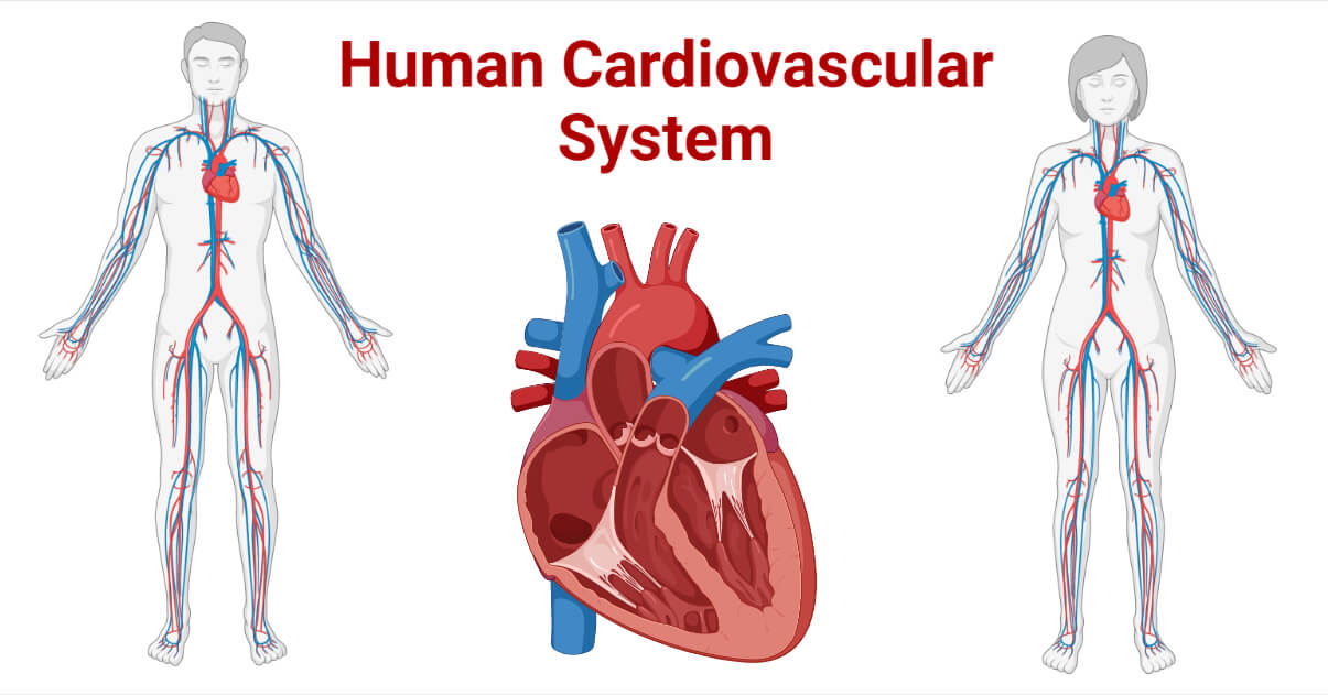 Cardiovascular System of Human