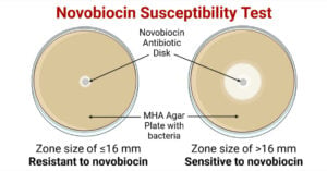 Novobiocin Susceptibility Test