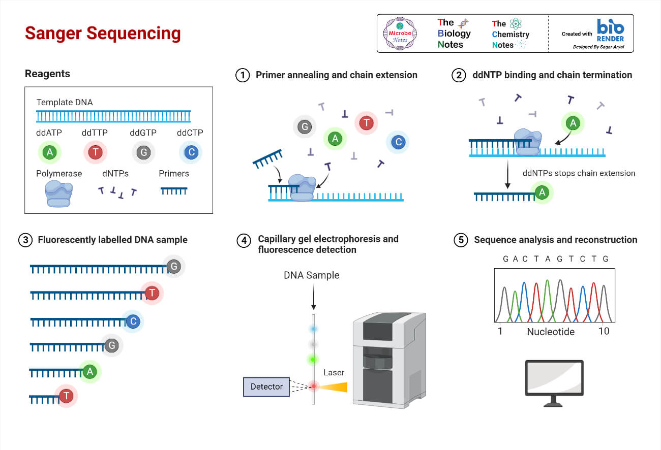 Genomics (Structural and Functional): Methods, Uses