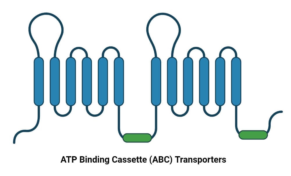ATP Binding Cassette (ABC) Transporters