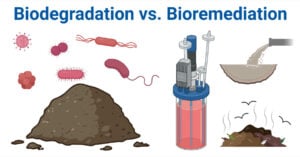 Biodegradation vs. Bioremediation