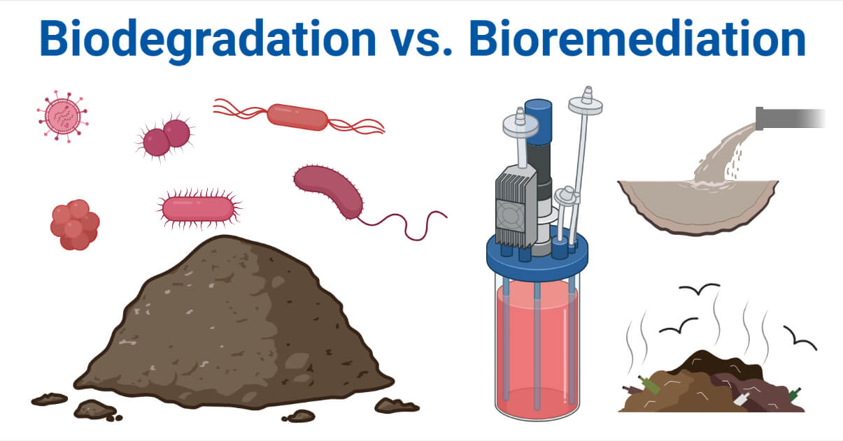 Biodegradation vs. Bioremediation