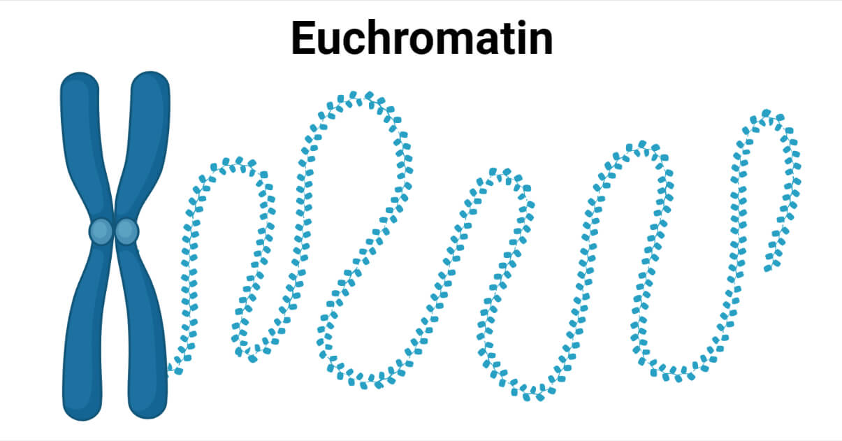 Euchromatin Definition Structure Functions Regulation Euchromatin Definition Structure Functions Regulation
