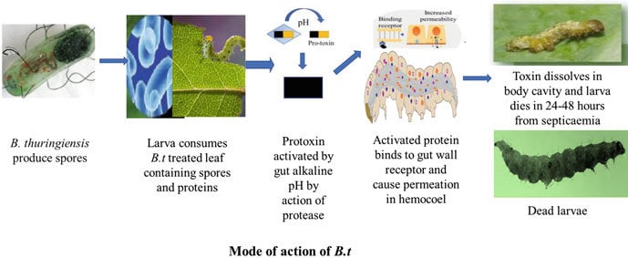 Mode of action of bacterial pesticide